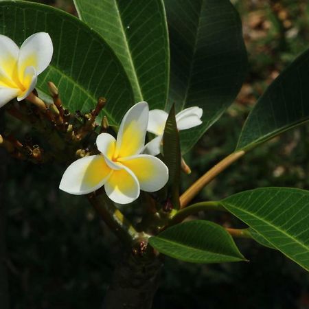 Gite Des Acacias Union Vale Ngoại thất bức ảnh